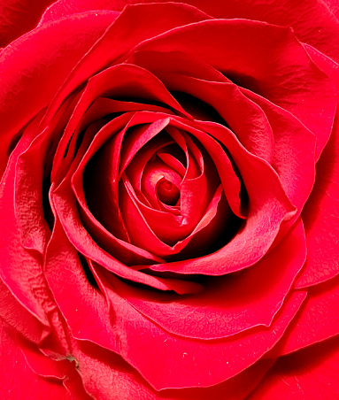 Closeup Flower - Red Rose - red background