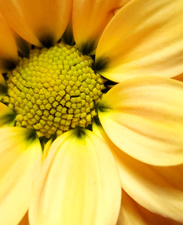 Closeup Yellow Flower - yellow background