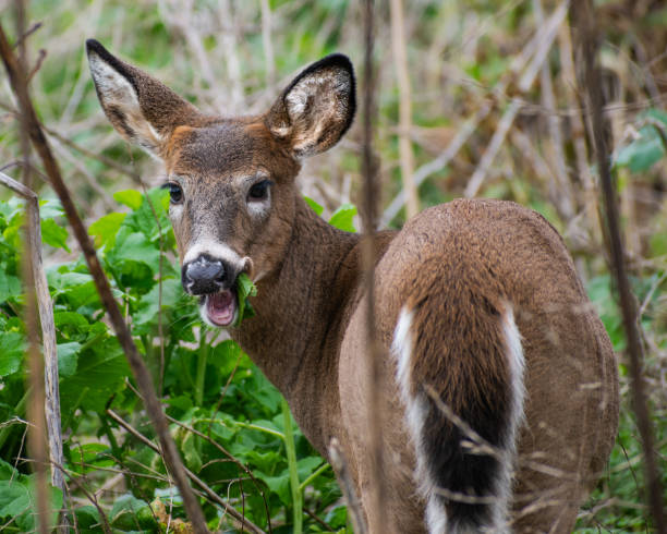 istock White-tailed Deer (Odocoileus virginianus) Munching on Leaves in Forest 1763827376
