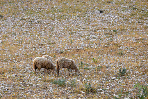 Landscape with grazing mountain sheep, sandy mountains