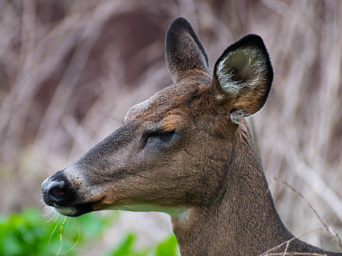 Close up of a white-tailed deer (Odocoileus virginianus) face.
