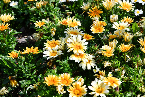 Mittagsgold zur Mittagszeit mit geöffneten Blüten