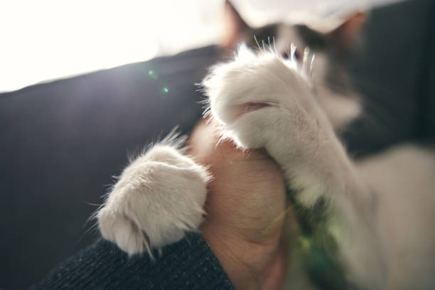 istock The domestic cat bites the man's hand. 1763835749