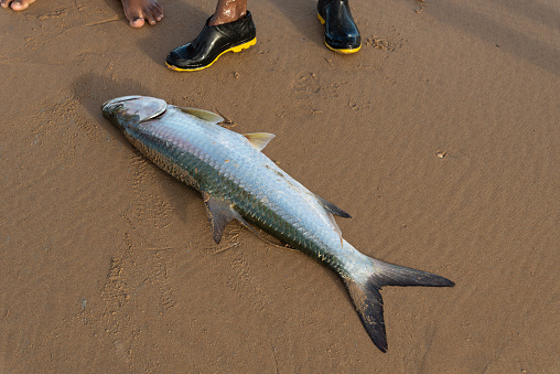 Salvador, Bahia, Brazil - April 26, 2019: Tarpon fish, megalops atlanticus, caught by fishermen. Sea food. marine fishing.