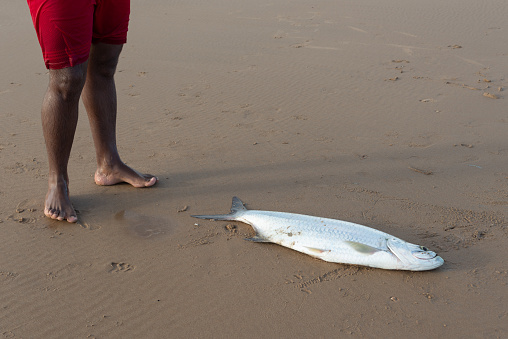 Salvador, Bahia, Brazil - April 26, 2019: Tarpon fish, megalops atlanticus, in the beach sand caught by fishermen. Sea food. marine fishing.