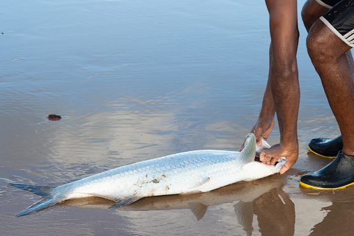 Salvador, Bahia, Brazil - April 26, 2019: Tarpon fish, megalops atlanticus, in the beach sand, caught by fishermen. Sea food.