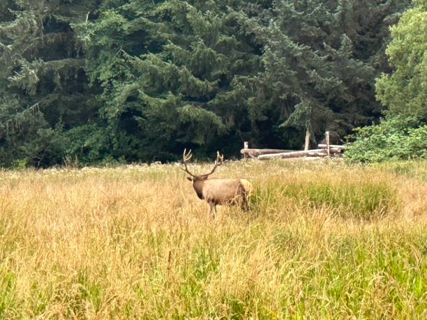 nordamerikanischer elch in oregon, pazifischer nordwesten - moose crossing sign stock-fotos und bilder