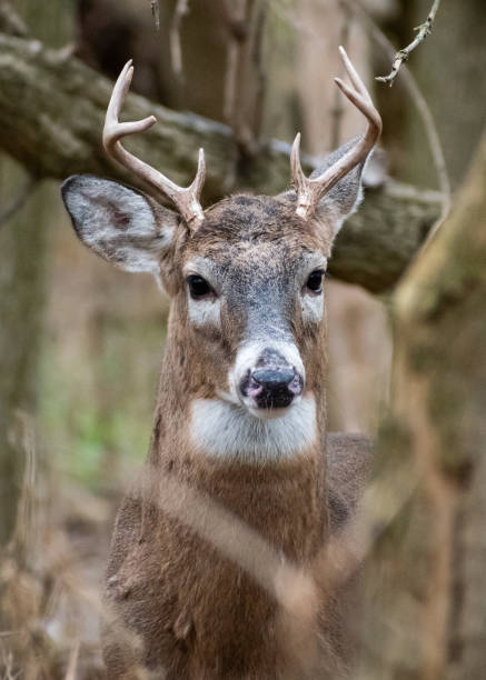 istock Male White-tailed Deer (Odocoileus virginianus) with Antlers in Forest 1763868330
