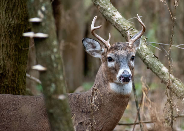 istock Male White-tailed Deer (Odocoileus virginianus) with Antlers in Forest 1763874316