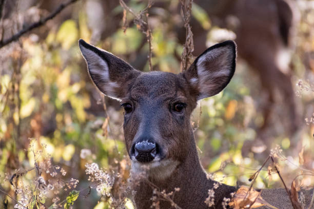 istock White-tailed Deer (Odocoileus virginianus) Close Up of Face 1763875879