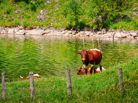 Cows resting near lake shore. Obersee lake in Berchtesgaden national park, Bavaria, Germany