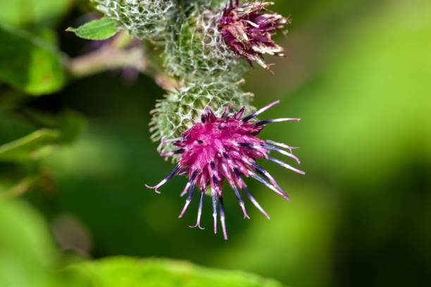 istock Flower of a common burdock, Arctium minus 1763885140