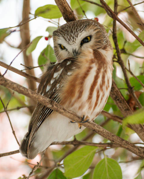 istock Northern Saw-whet Owl (Aegolius acadicus) Perched in Bush 1763891341