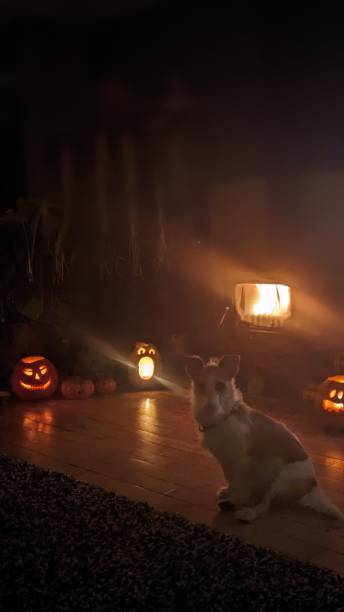 Halloween stock photo