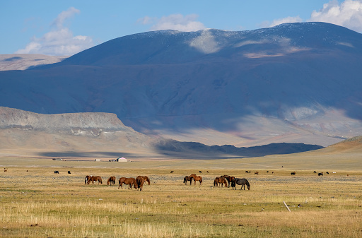 Horse herd in Hohhot grassland, Inner Mongolia, China