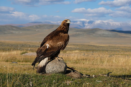 A female Golden Eagle, belonging to a nomadic eagle hunter. The eagle is used for traditional hunting in the remote Kazakh region of the Altai Mountains. It lives with the eagle hunter's family and develops a strong bond with the hunter. The eagle hunter competes in traditional festivals with his eagle to show off the hunting skills and bond between hunter and bird.