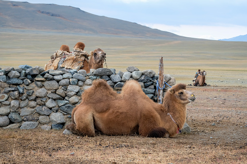 Bactrian camels resting by a stone wall, where they live with nomadic herders in the remote Kazakh region of the Altai Mountains. They are used to carry loads, especially during the herder’s seasonal migrations. Their milk is a valuable source of protein for the nomadic herder families, especially for the children and elderly.