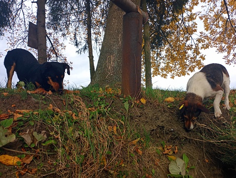 On the slope of the hill, two hunting dogs are carefully looking at the holes from the mountain. Hunting in autumn