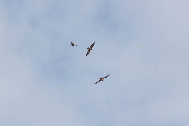 Bearded Vultures in flight in search of food.