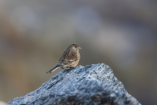 Linnet at the Gran Paradiso National Park.