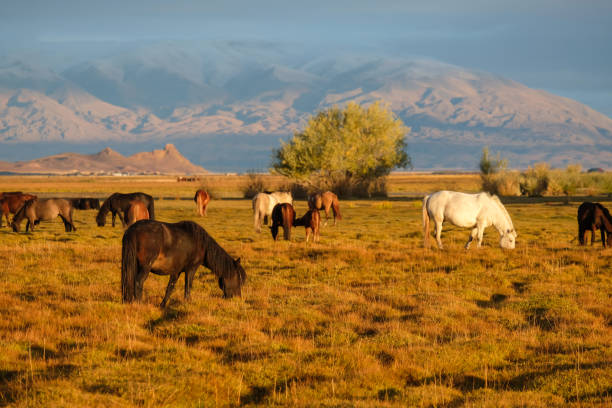 Mongolian horses, belonging to nomadic herders, grazing in beautiful Autumn dawn sunlight, in a remote valley of the Altai Mountains Bayan-Olgii province of western Mongolia.