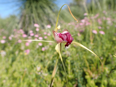A West Australian Orchid in bloom, Oct 2023
