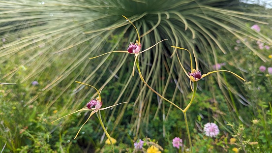 A West Australian Orchid in bloom, Oct 2023