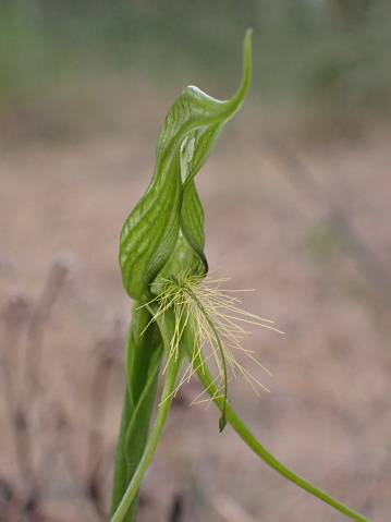 A West Australian Orchid in bloom, Oct 2023