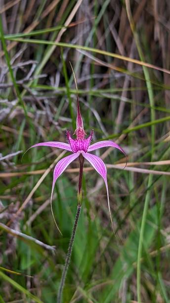 istock Majestic spider orchid is a threatened priority species 1763931912