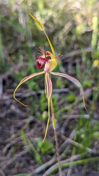 istock Karri spider orchid blooms in the spring 1763934625