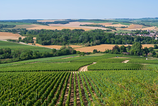 overlooking vineyards and town of chablis in valley with cultivated fields in distance