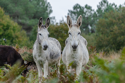 two white donkeys on the mountain looking at the camera