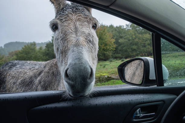 istock portrait of a friendly donkey with his head inside a car window 1763942085