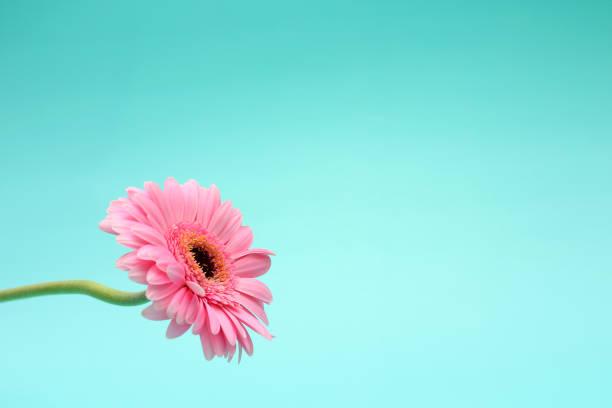 istock Pink single gerber flower on blue background, copy space 1763942110
