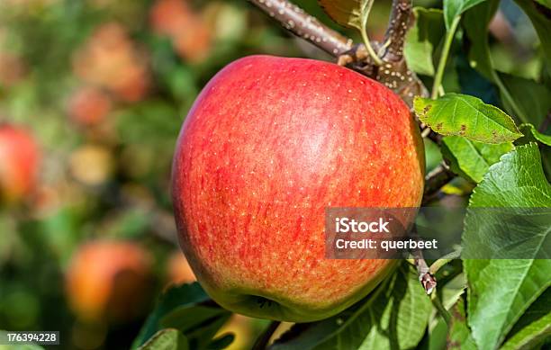 Red Äpfel Stockfoto und mehr Bilder von Apfel - Apfel, Apfelbaum, Apfelgarten