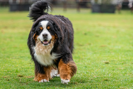 Portrait of a Bernese Mountain dog running in the dog park. Big fat dog in the park.