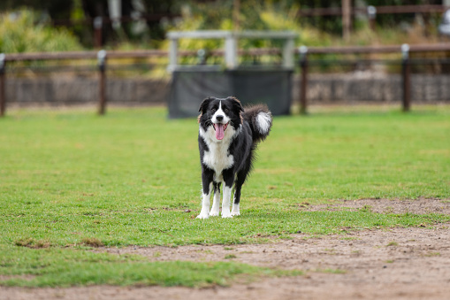 Portrait of a Border Collie in the dog park on the green grass