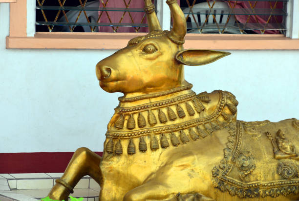 ガイアナ・サナタン・ダルマ・アシュラム(ガイアナ、ジョージタウン)の前で見る黄金のナンディ雄牛