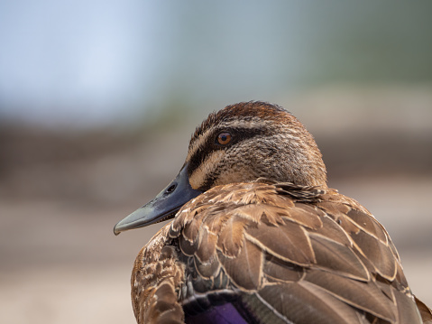 Pacific Black Duck against an out of focus background