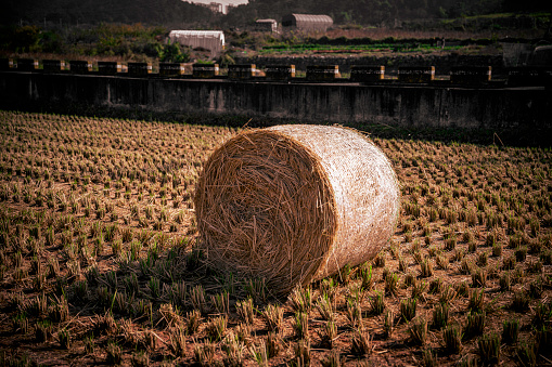 Rice straw bundles in the farm field after harvesting in a rural agricultural village of Daegu City, South Korea