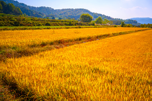 Tranquil autumn rice farm landscape in golden colors at Munyang, a small agricultural village in Daegu City, South Korea