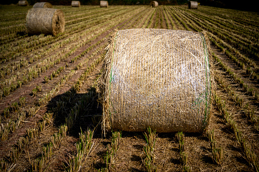 Rice straw bundles in the farm field after harvesting in a rural agricultural village of Daegu City, South Korea