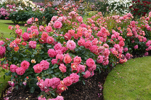 Rosa Summer Sun (Korgocgri), a floribunda rose bred by Kordes Roses.