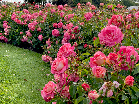 Rosa Summer Sun (Korfocgri), a floribunda rose bred by Kordes Roses.