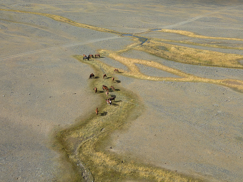 Aerial drone view of horses grazing in Khuites Valley in the Altai Mountains, of Western Mongolia. The remote valley landscape is home to nomadic herders, who have livestock grazing on the land, during the summer season, before their winter migration to a different grazing area in the mountain region.