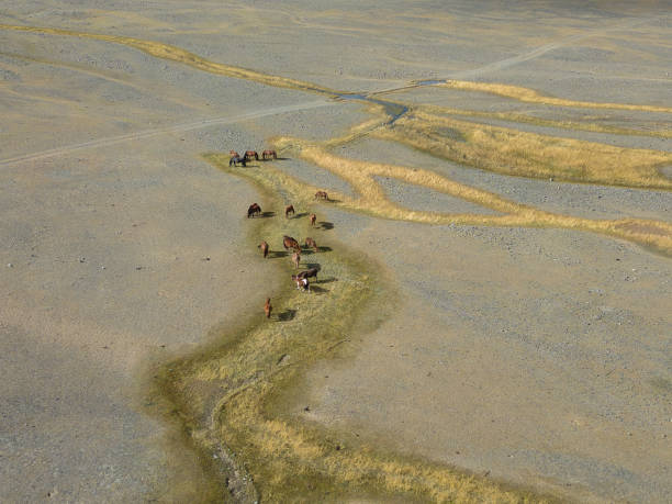 aerial view of grazing horses in khuites valley in the altai mountains - independent mongolia fotos imagens e fotografias de stock