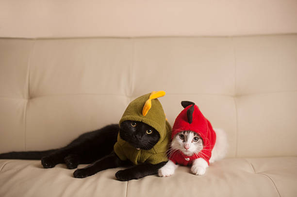 Greetings kittens and adult cats.