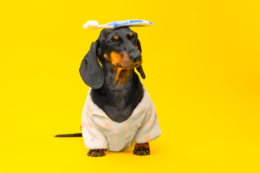 Sleepy baby dachshund dog in cozy pajamas stands on yellow background with his eyes closed, toothbrush on his head balance Funny early morning child wakes up, hygiene brushing teeth joke Pet oral ad