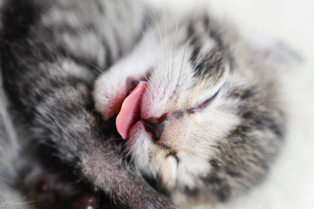 istock One week old small newborn kitten on a white background. Cute little gray kitten sleeping curled up on a blanket, close-up.Close up of the faces of cute kitten lying on a cat pillow. 1764023097