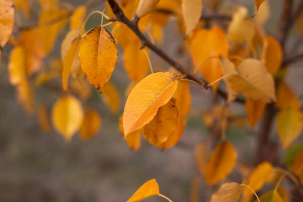 желтые осенние листья на дереве развеваются ветром. теплый осенний фон - autumn leaf falling wind стоковые фото и изображения